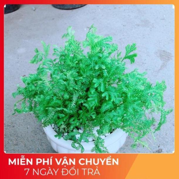 Chậu Rêu Xanh