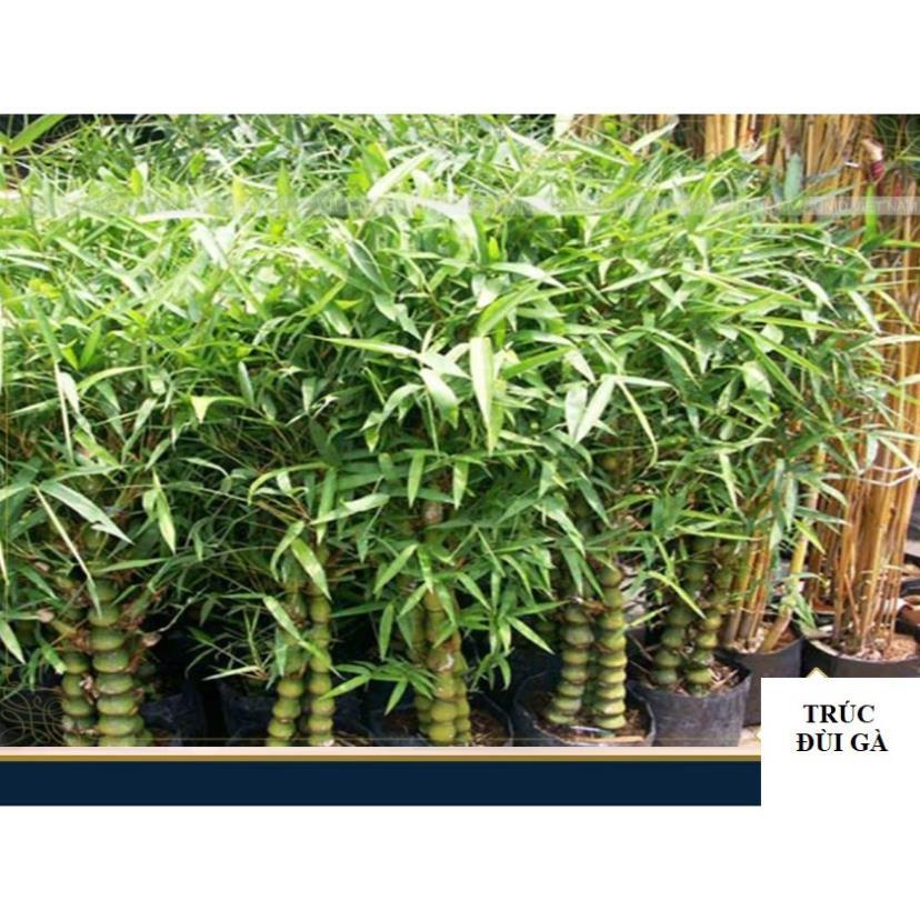Cây TRÚC ĐÙI GÀ lùn mini nhiều thân, cây đẹp, gửi đi nguyên bầu lớn