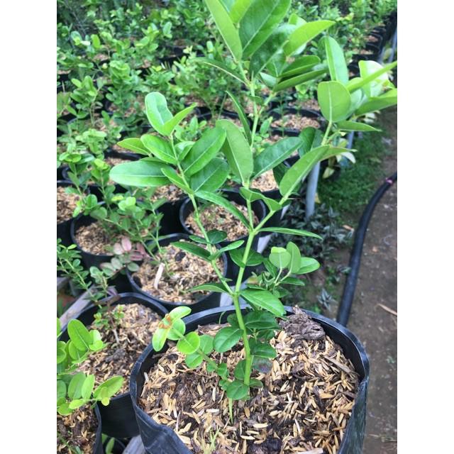 CÂY SIRÔ LÀM NƯỚC UỐNG