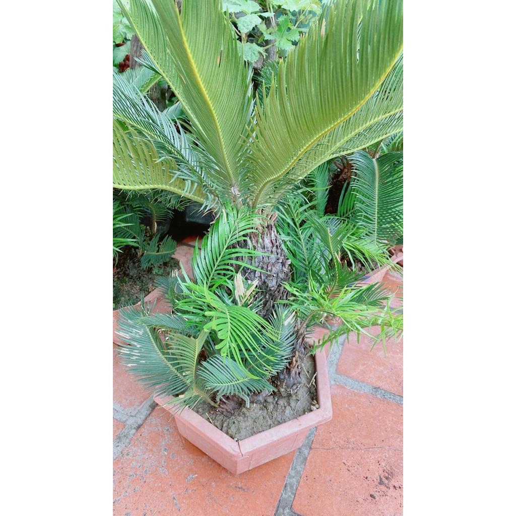 Chậu Cây Vạn Tuế