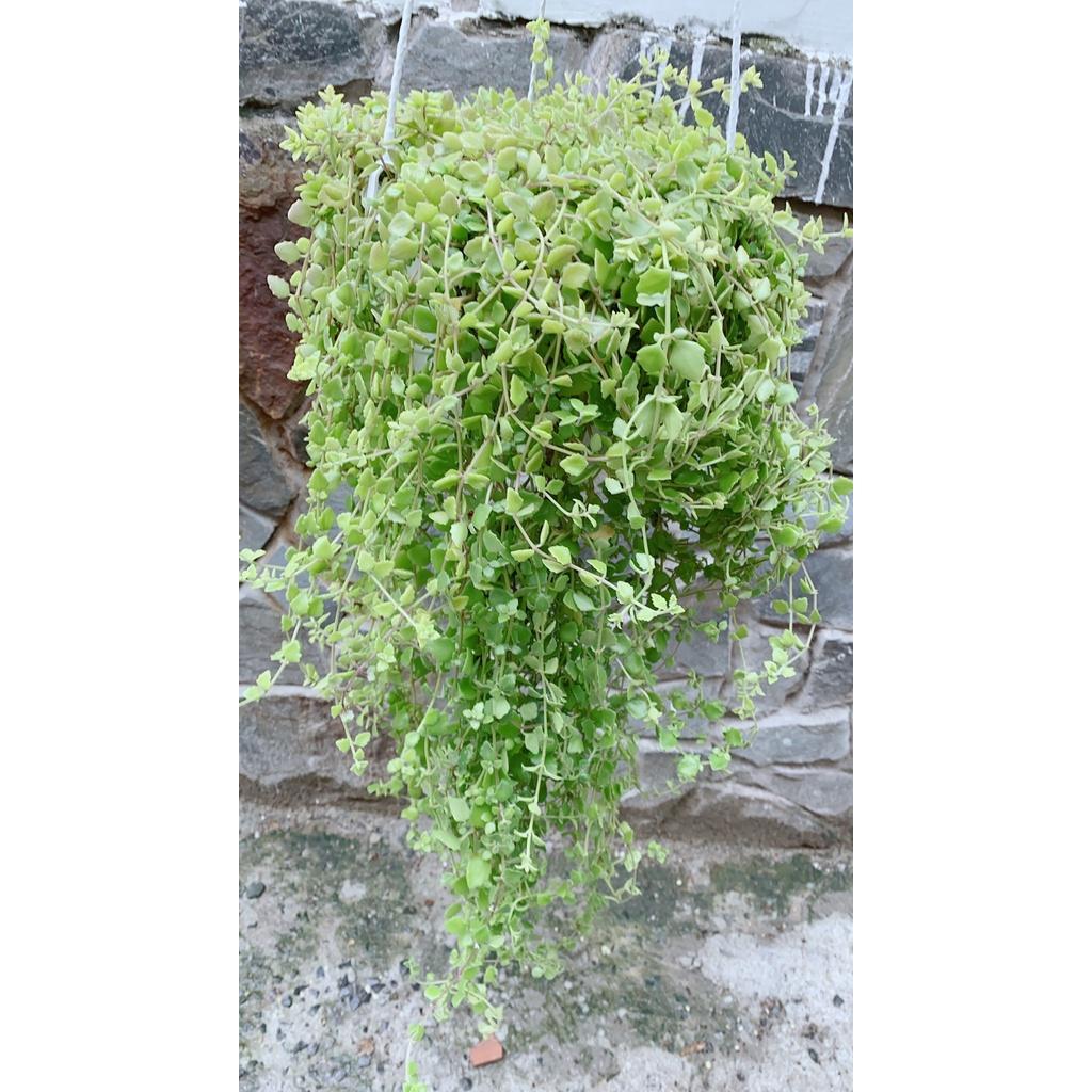 Chậu Thằn Lằn Đá