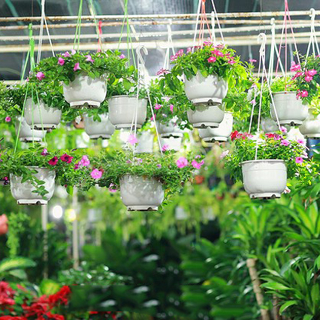 Chậu cây thông minh có hoa văn trang trí - Hàng Nội địa Nhật