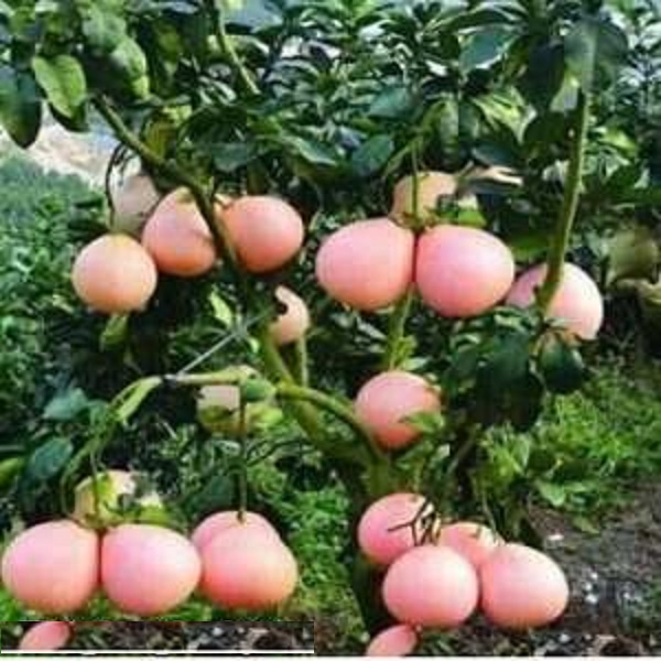 Giống Bưởi Đỏ Phúc Kiến