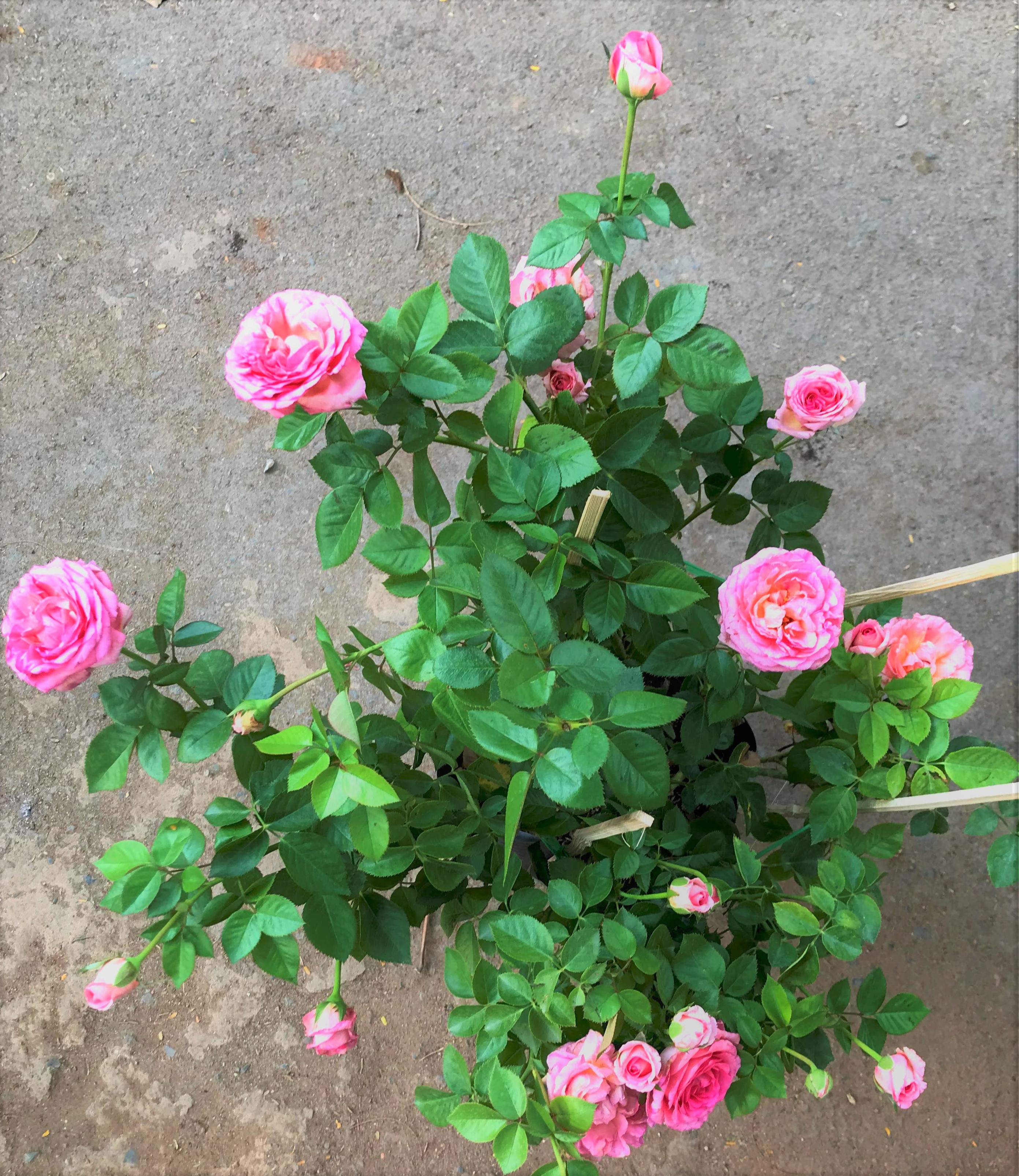 Chậu cây hoa hồng ngoại triệu đô HN5 trồng nơi có nhiều nắng