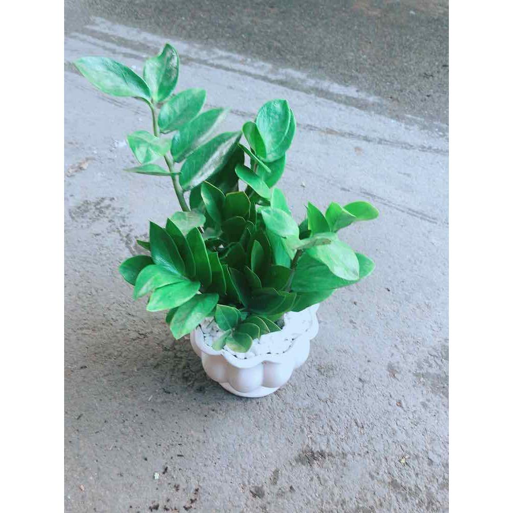 Chậu Kim Tiền Bán Chạy