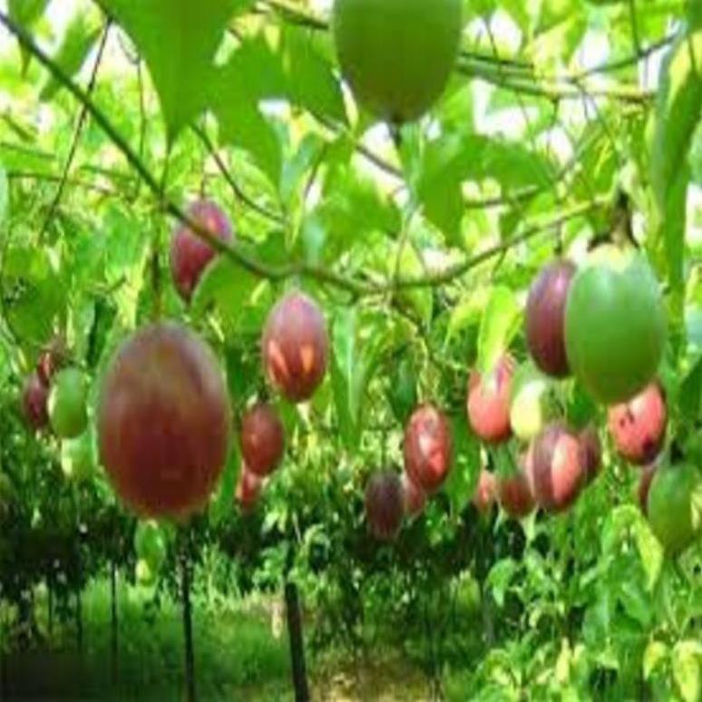 Cây giống chanh leo tím đài loan ghép. cây giống chuẩn cho năng suất cao