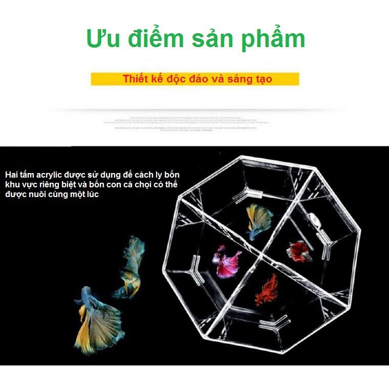 Bể nuôi cá chọi betta 4 ngăn trong suốt