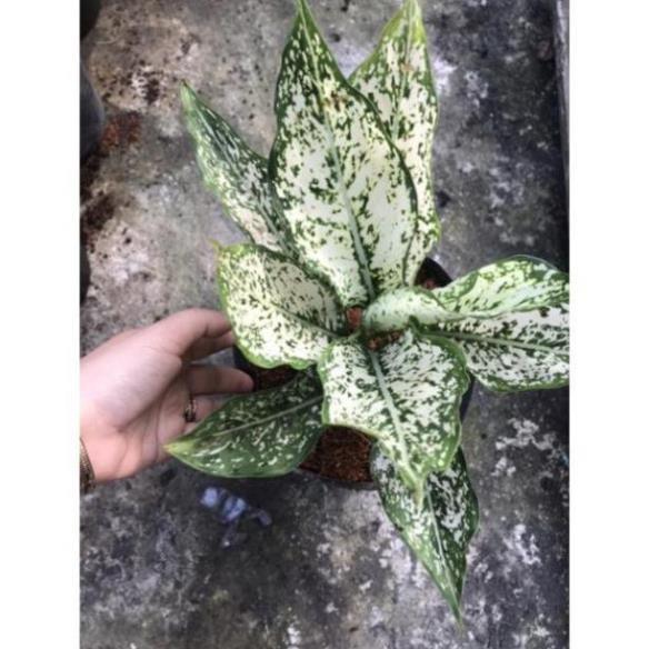 Cây Ngọc ngân  nhà vườn