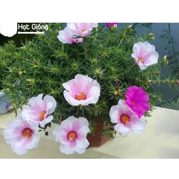 100hạt hoa người giờ đơn nhiều màu