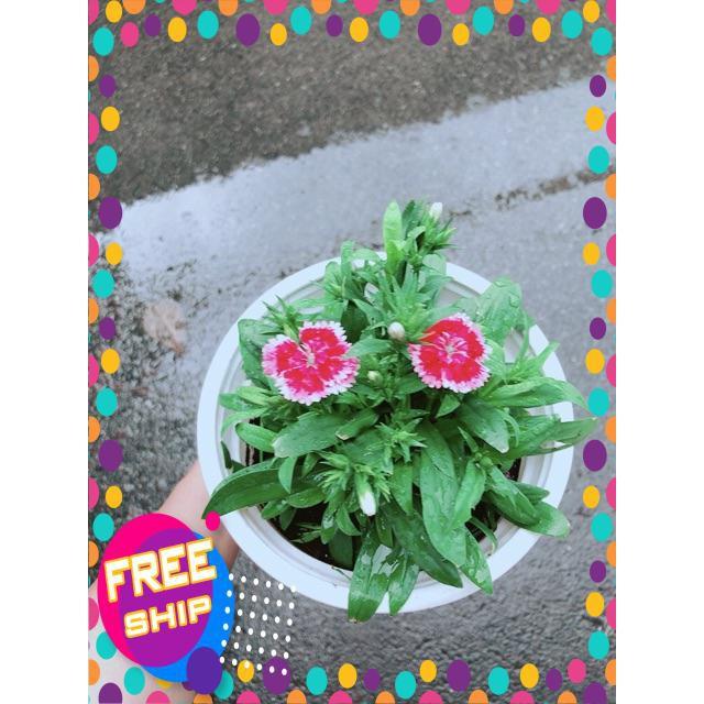 Chậu Hoa Cẩm Chướng