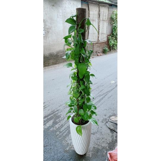 Chậu Trầu Bà Leo