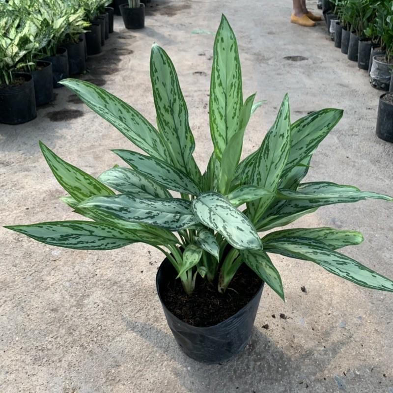 Cây ngân hậu trồng nội thất cao 35cm, bụi cây xum xuê tươi tốt mang vẻ đẹp lạ mắt, thích hợp trồng nội thất và để bàn