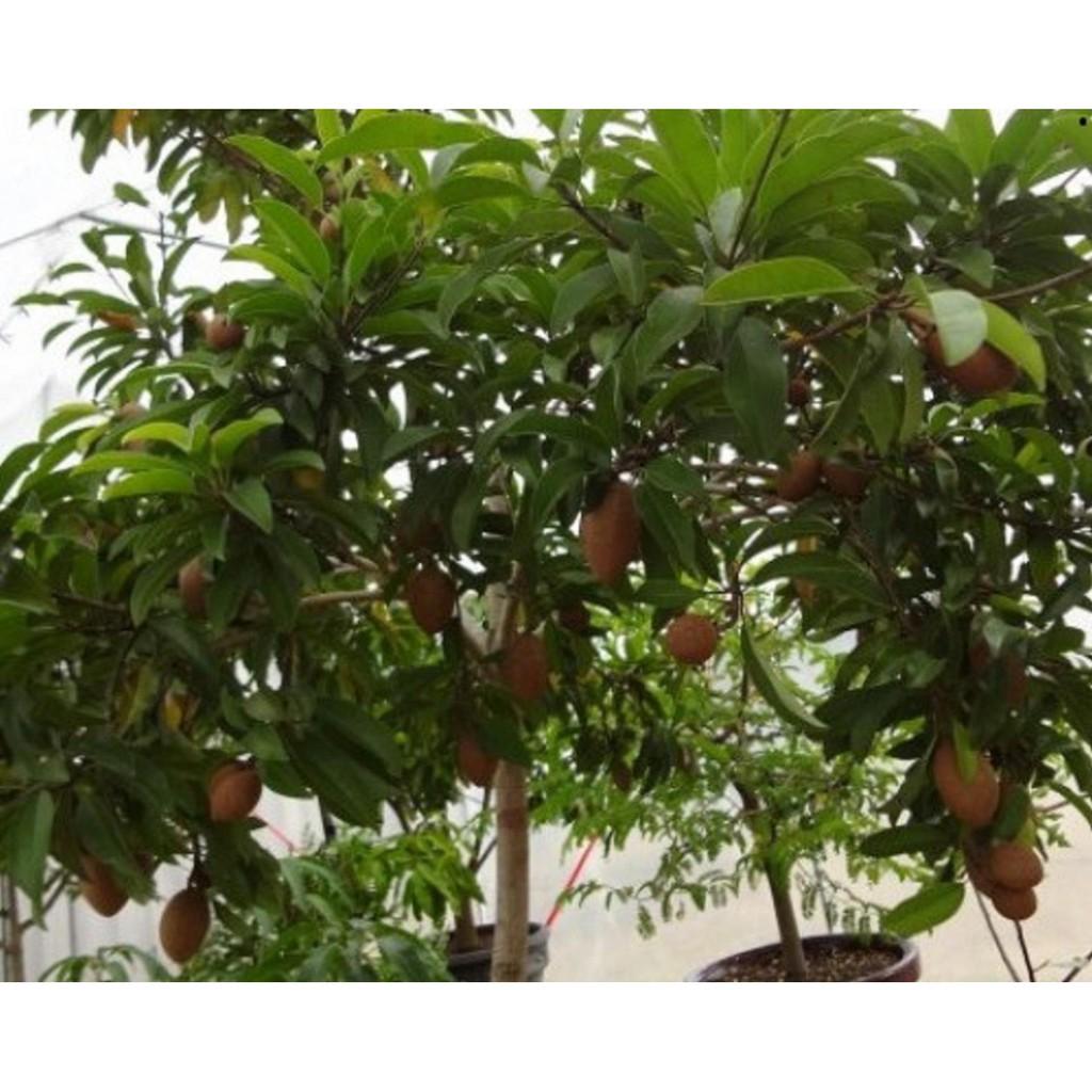 HỒNG XIÊM RUỘT ĐỎ THÁI LAN - Hàng cây giống chuẩn F1