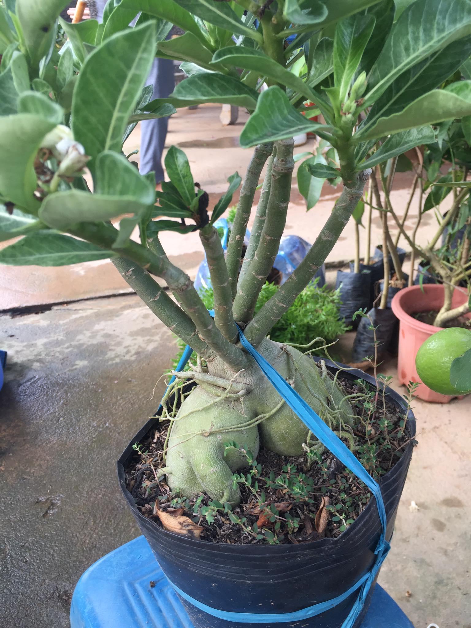 Chậu sứ KIM TỰ THÁP khủng chuẩn giống cam kết chất lượng