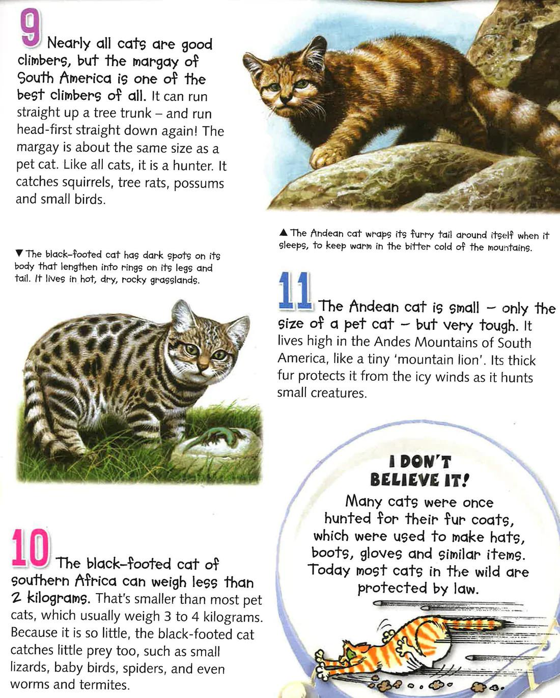 100 Facts Cats &amp; Kittens