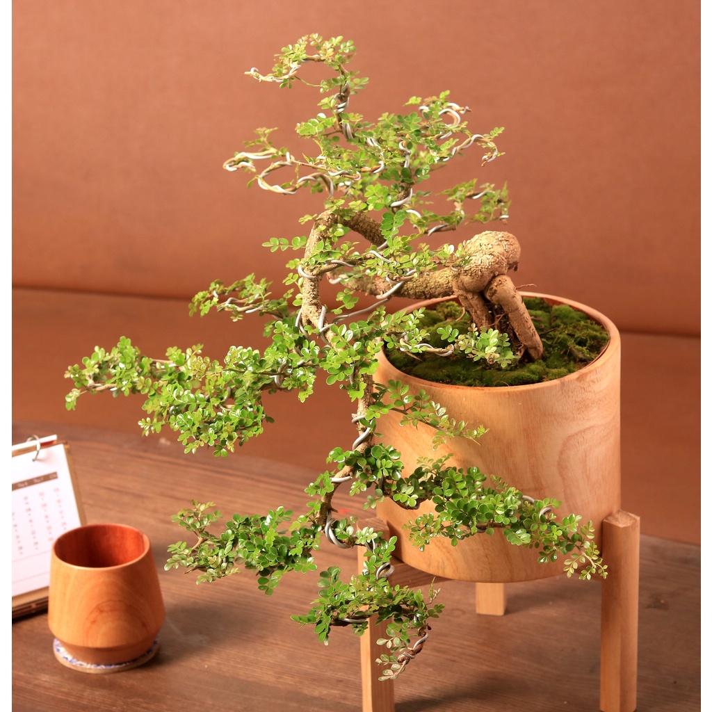 Cây Cần Thăng Bonsai cổ thụ đặt trên bàn làm việc, phòng khách... sẽ mang lại nhiều thành công |size LS| The Fish Design