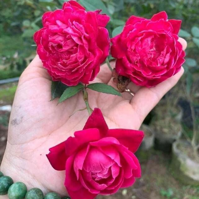 Hoa hồng Quế son nguyên bản đang nụ