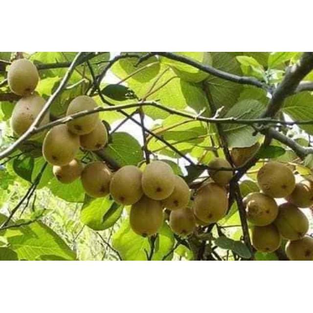 Sản phẩm CÂY GIỐNG KIWI