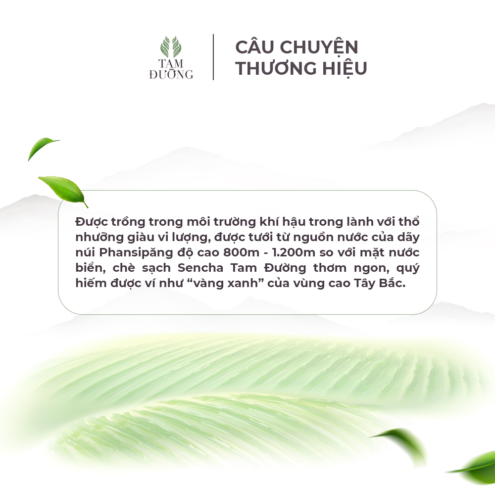 Trà Sạch Sencha Chính Hiệu Tam Đường Hương Lúa Non, Vị Chát Đậm Tươi Mát - Túi Hút Chân Không