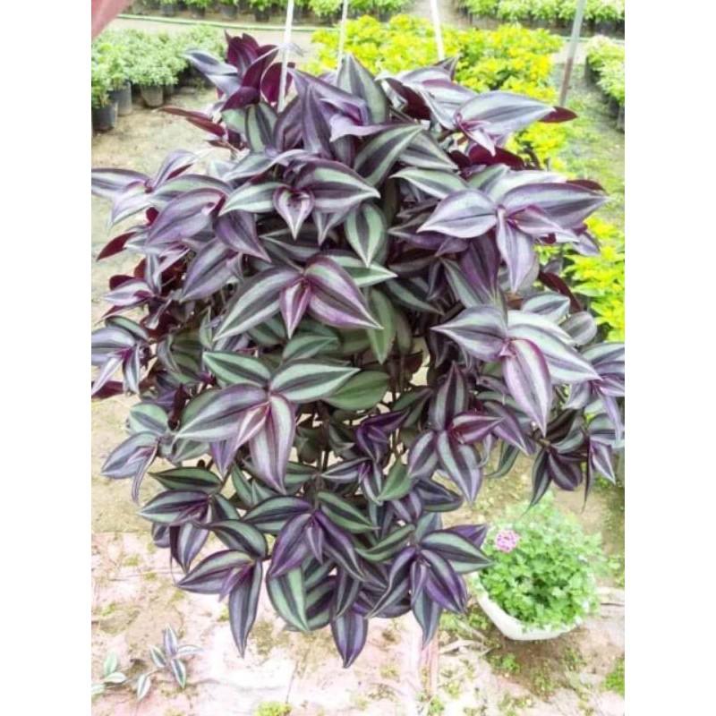 Thài lài tía làm cảnh 681sp