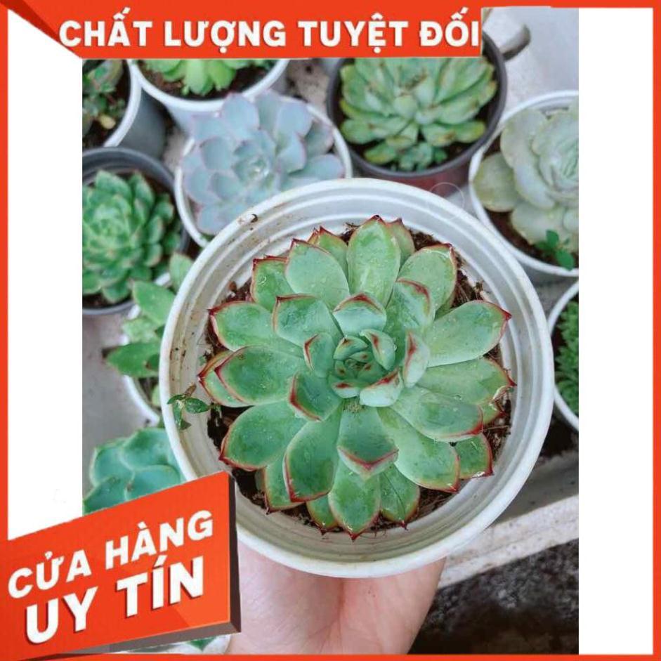 Sen đá viền hồng Nhiều Người Mua