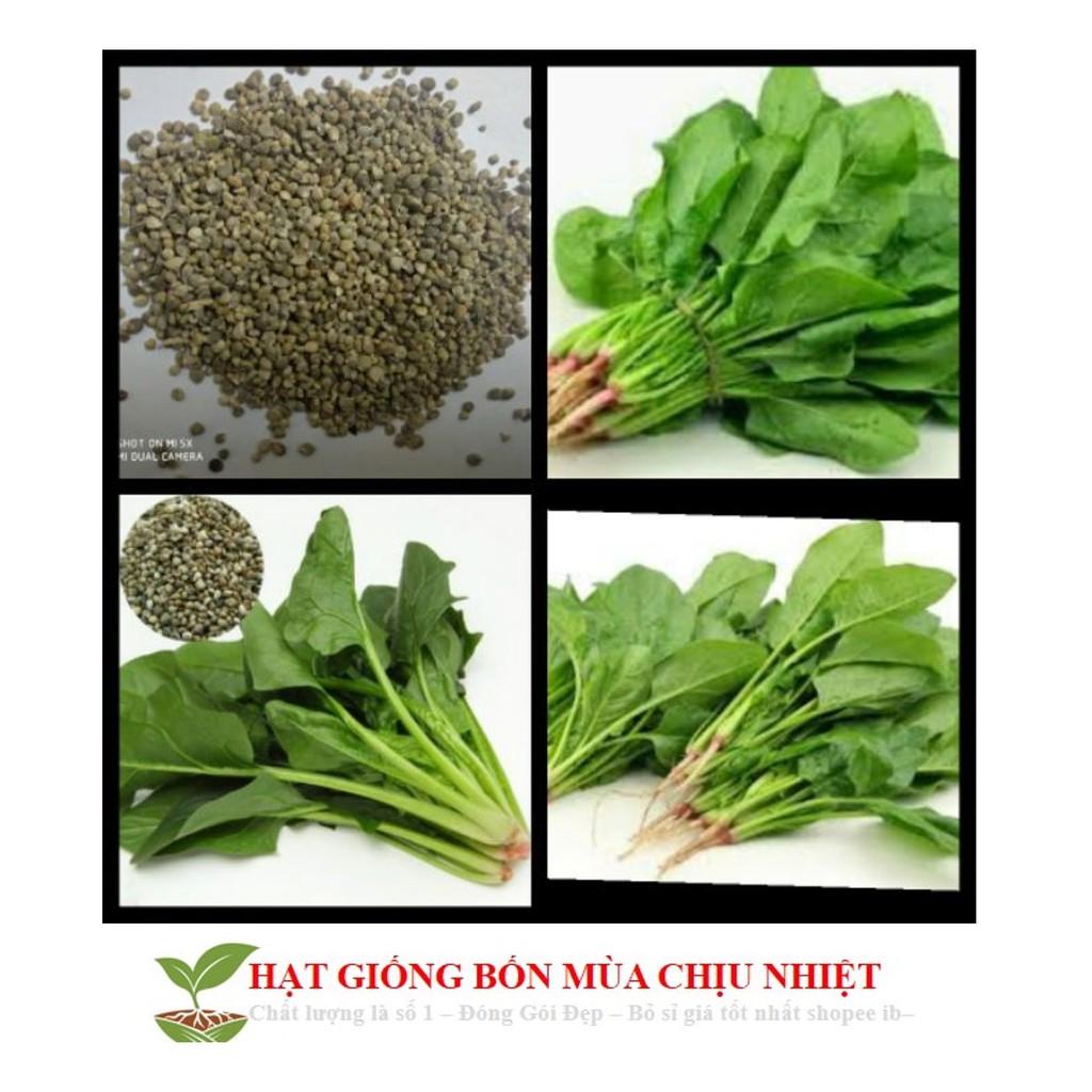 GÓI 100 HẠT GIỐNG CẢI BÓ XÔI 10g Hạt Giống Cải Bó Xôi - Chịu Nhiệt, Dễ Trồng (Spinacia oleracea) Rau Chân Vịt