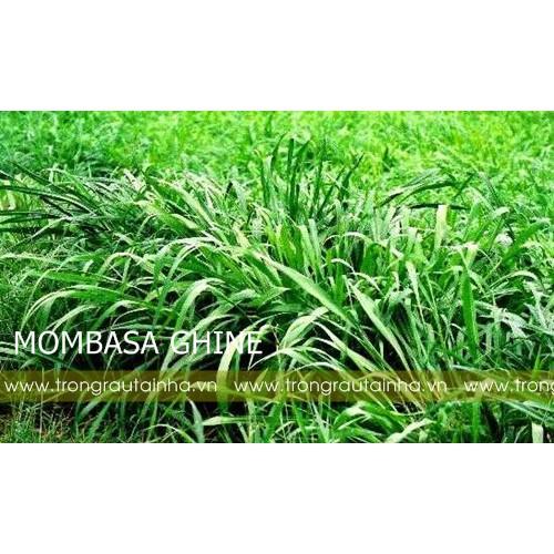 Hạt giống cỏ Mombasa Ghine - Cỏ sả lá lớn (gói 200g)
