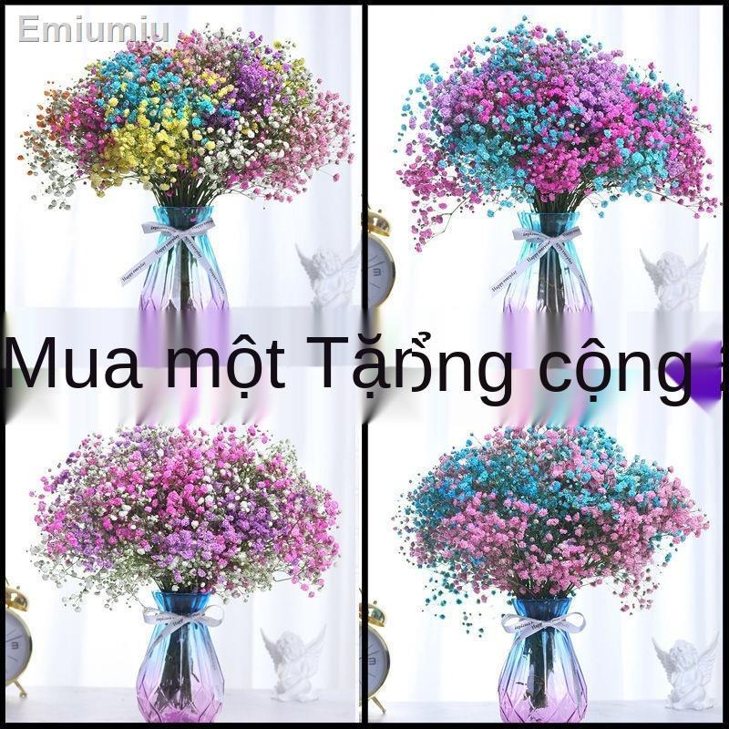 ▨◎▲Gypsophila hoa khô bó hoa thật khô số lượng lớn trong không khí trang trí đồ trang trí phòng khách