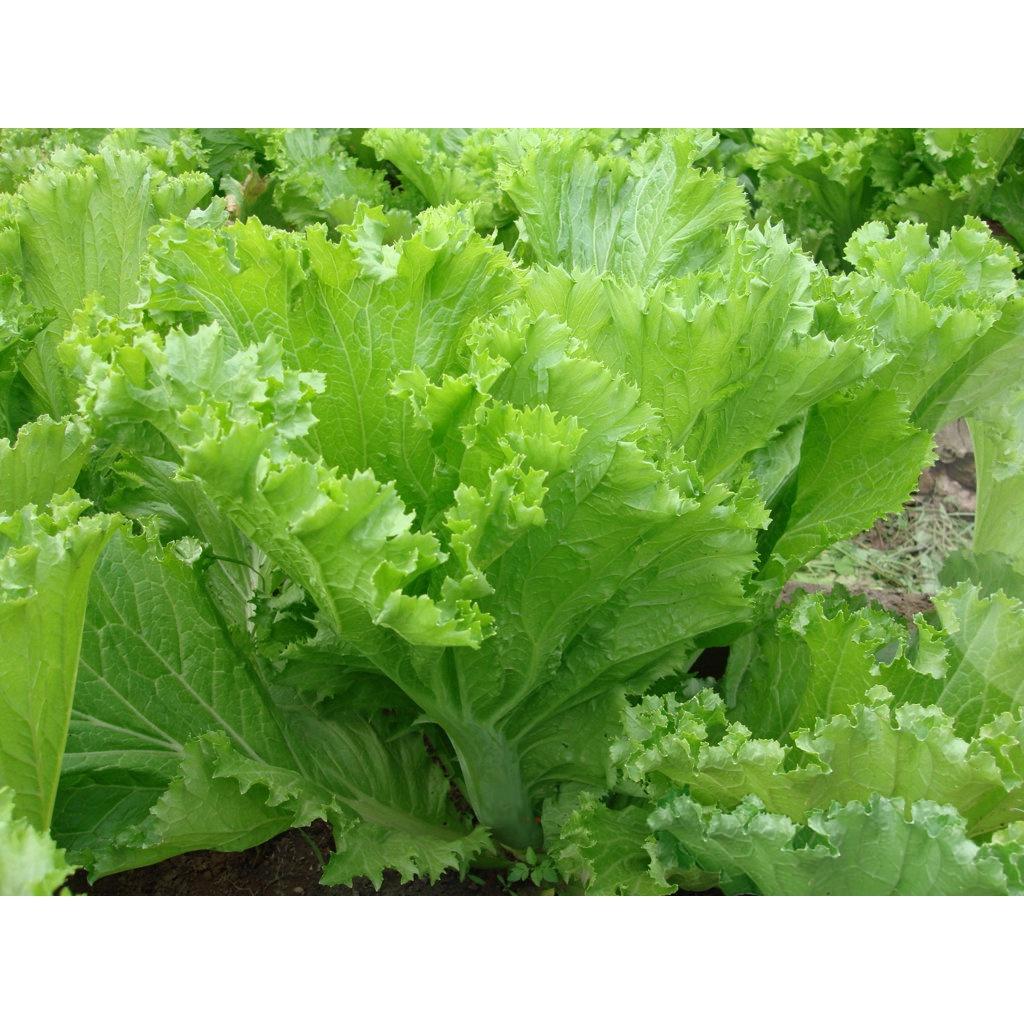 Hạt giống rau cải bẹ mào gà -gói 20gram/tặng kèm gói phân bón lót