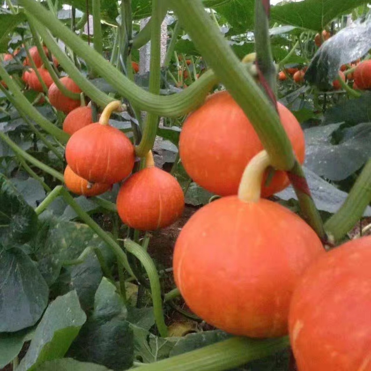 Gói 10 Hạt giống bí ngô mini