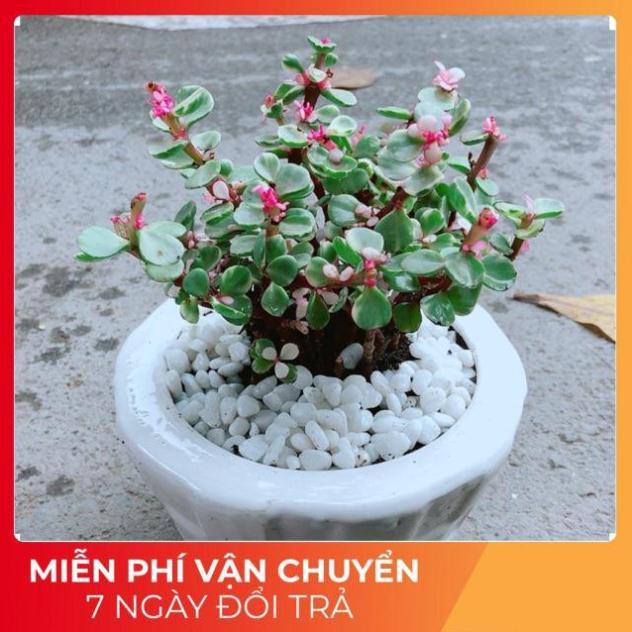 Đô La Hồng Nhiều Người Mua