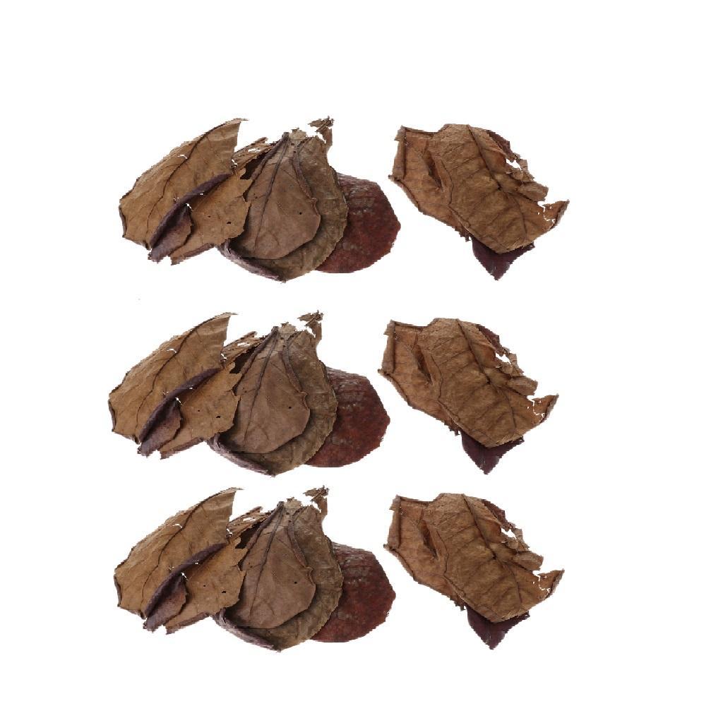 30x Premium Grade Catappa Indian Almond Leaves Perfect for Breeding & Hiding