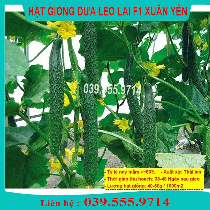 Hạt giống dưa leo lai F1 Xuân Yên nhiều trái 1gram