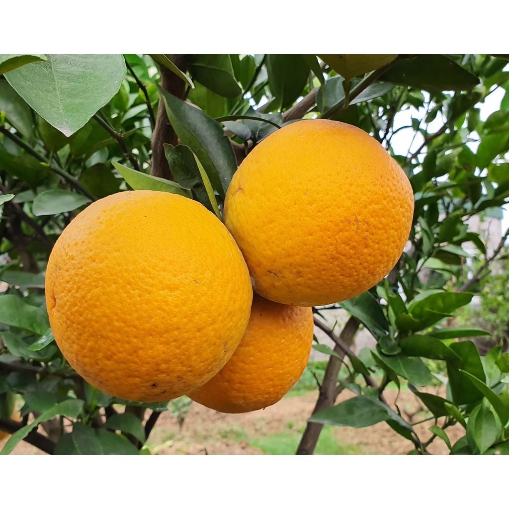 Phân bón to trái, kích quả to, tăng trưởng mạnh, mập trái, chuyên nuôi dưỡng trái, đẹp mã, chai 500ml