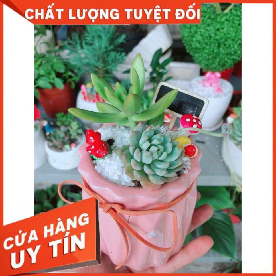 Chậu sen đá tiểu cảnh Nhiều Người Mua