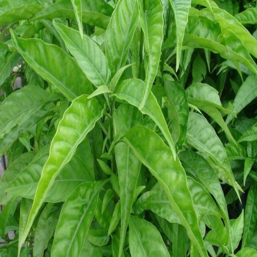Hoàn Ngọc Khô 01KG Loại 01