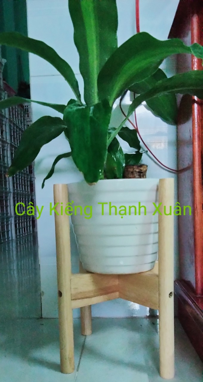 Kệ gỗ để chậu hoa (màu tự nhiên), tháo rời