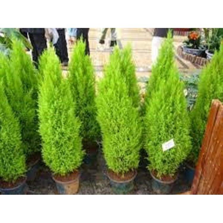 Cây giống'' Hoàng Nam'' .Giá tốt, chất lượng