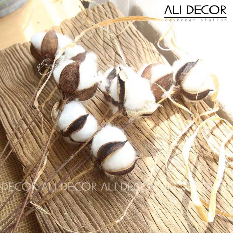 Cành bông gòn - Hoa khô trang trí - Cắm điểm - Decor