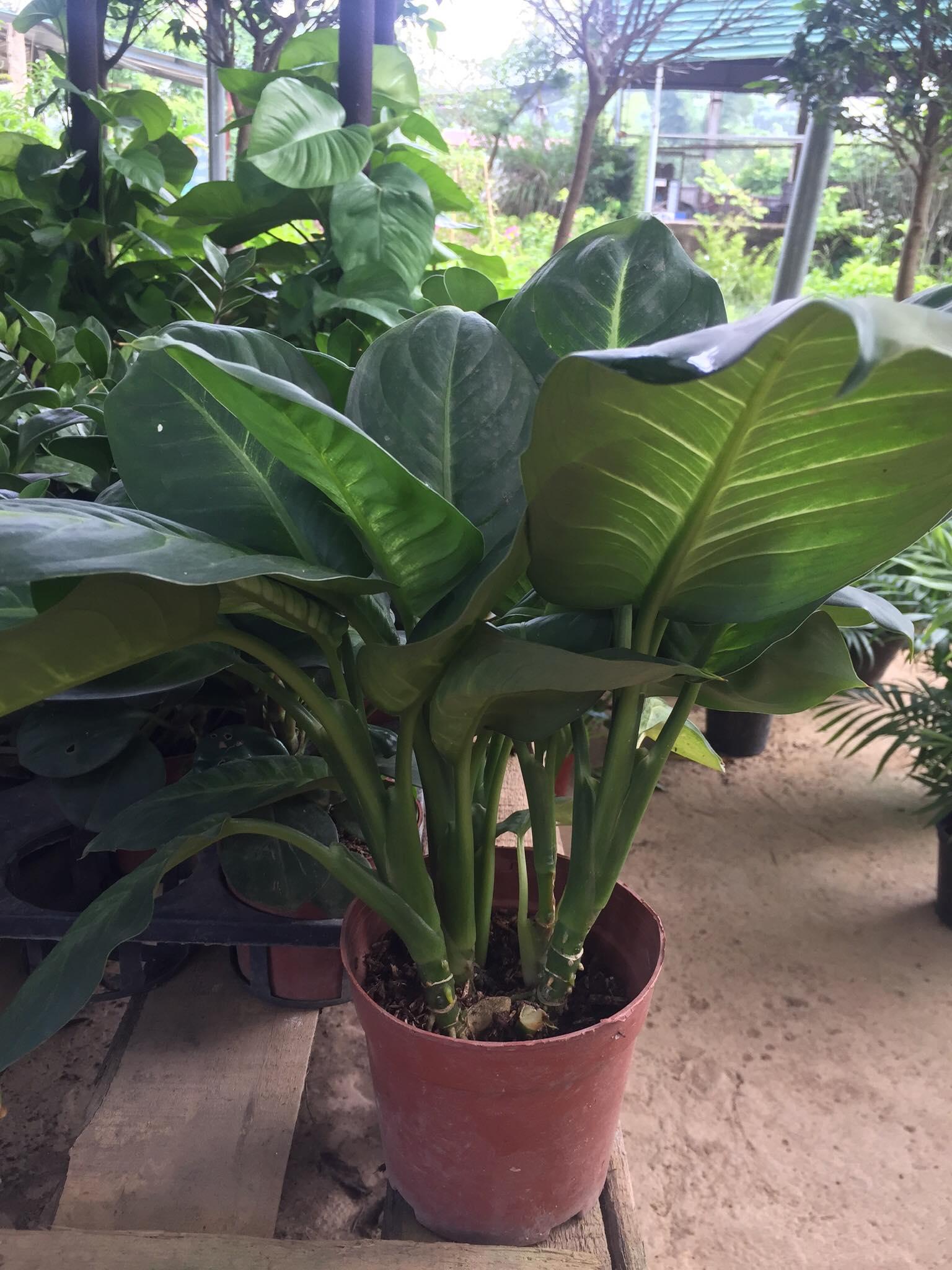 Cây sao sáng, Cây sao sáng đẹp cây phong thủy, thanh lọc không khí, trang trí văn phòng bàn làm việc và nhà cửa