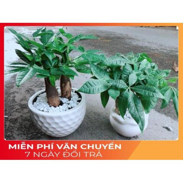 Chậu Kim Ngân 3 Thân