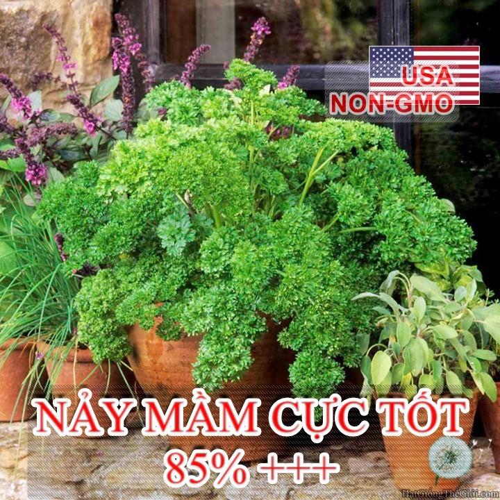 2Gr Hạt Giống Ngò Tây Parsley Siêu Xoắn Triple (B3.105| C25*X31)