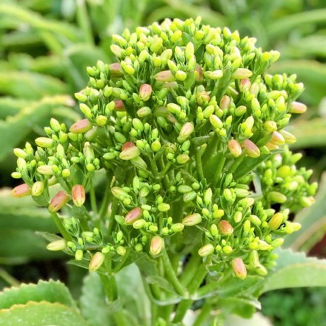 1 cây lá bỏng ta con - cây giống