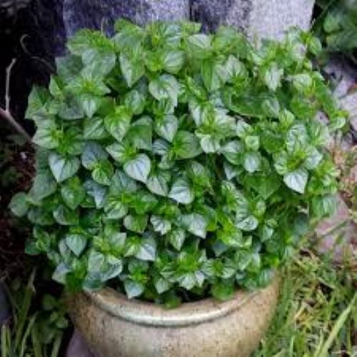 Bộ 2 Gói Hạt Giống Rau Càng Cua  Giòn Ngọt