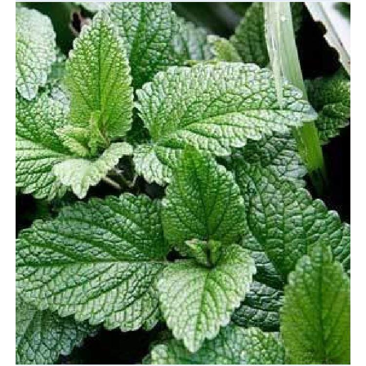 Hạt giống cây Bạc Hà Âu 100 hạt/gói