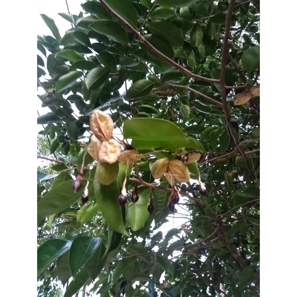 Giống cây Trầm Hương cây gỗ quý