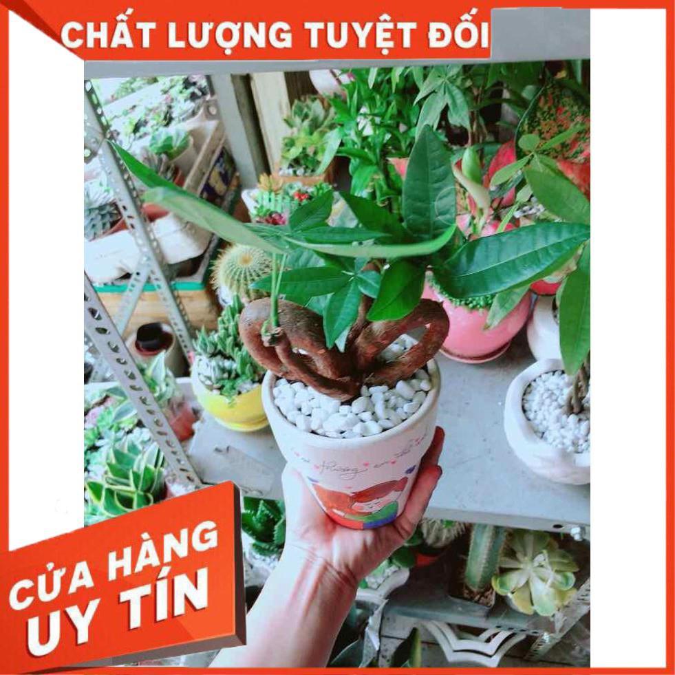 Chậu Kim Ngân Nơ Nhiều Người Mua