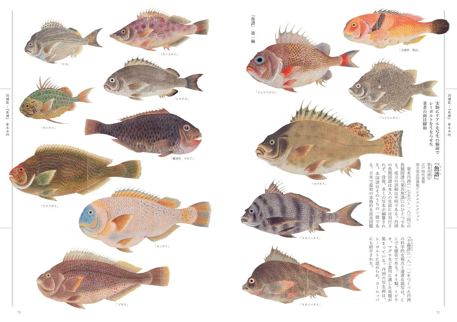 Sách ngoại văn: 江戸の図譜 魚 - Edo No Zufu Sakana