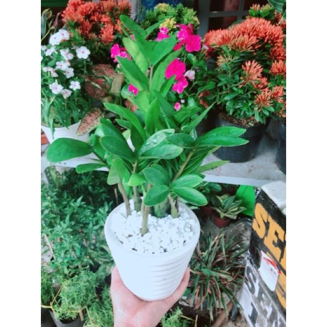 Chậu kim phát tài hay kim tiền