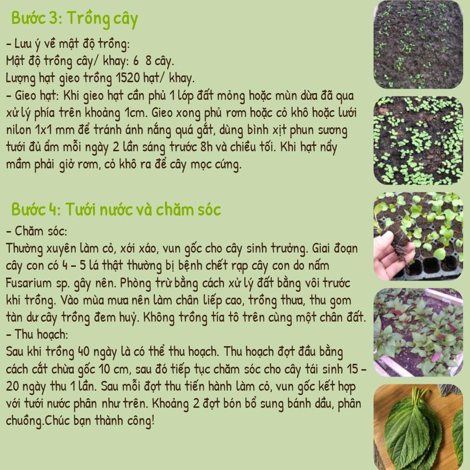 Hạt Giống Rau Tía Tô Phú Nông- Gói 2g